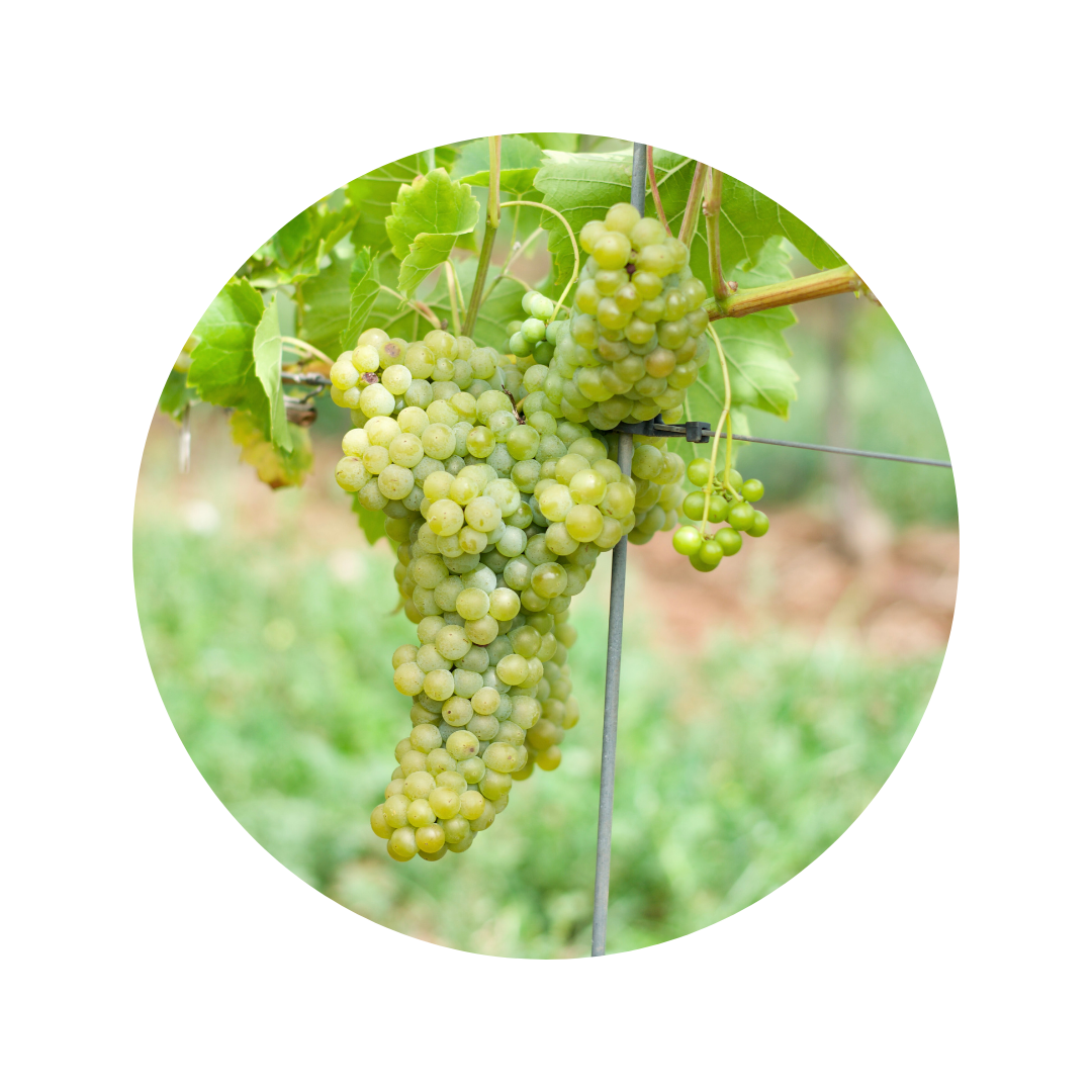 GRAPEVINE/in a lifetime presents anothe… ライブレポ・セットリスト】GRAPEVINE 『in a lifetime presents